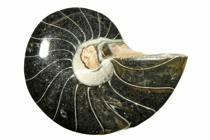 Polished Fossil Nautilus (Cymatoceras) - Unusual Black Color! #297176
